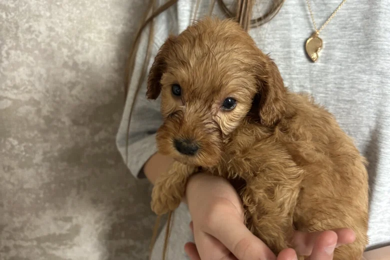 Cockapoo