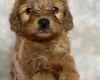 Cockapoo