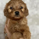Cockapoo