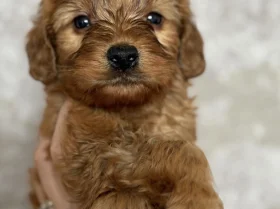 Cockapoo