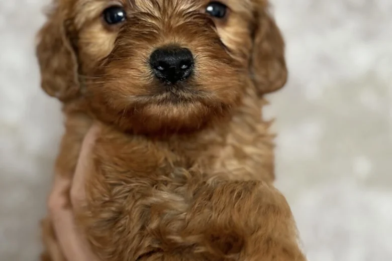 Cockapoo