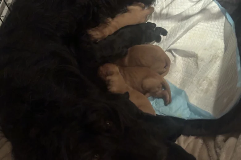 Cockapoo