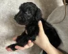 Cockapoo