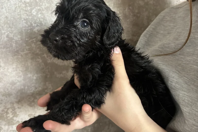 Cockapoo