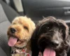 Cockapoo