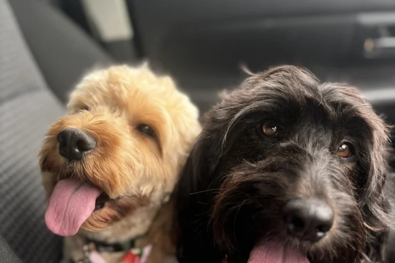 Cockapoo