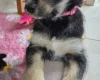 Siberian Husky