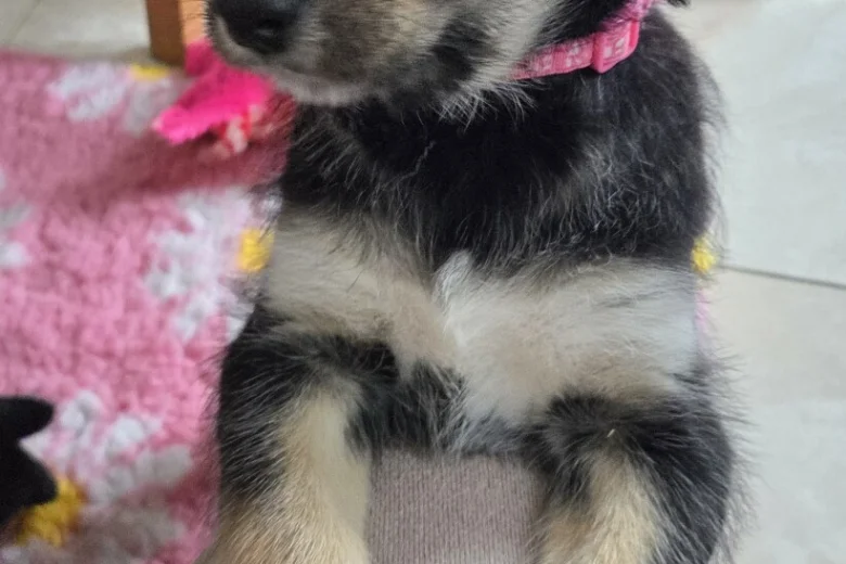Siberian Husky