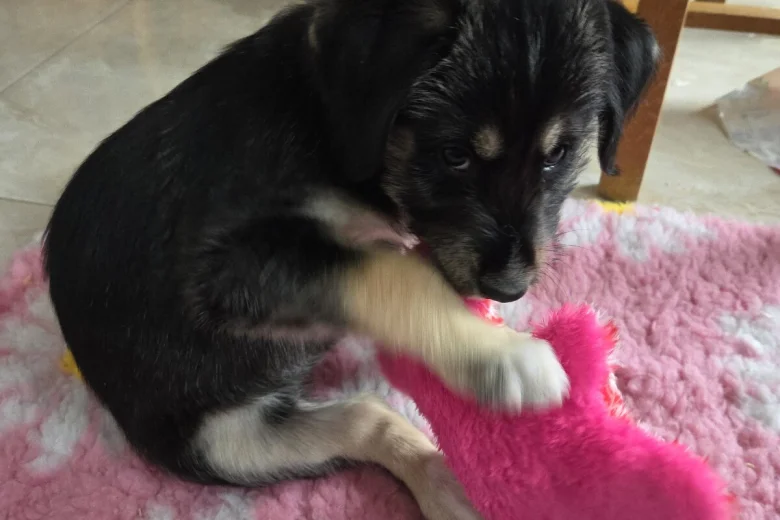 Siberian Husky