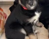 Siberian Husky