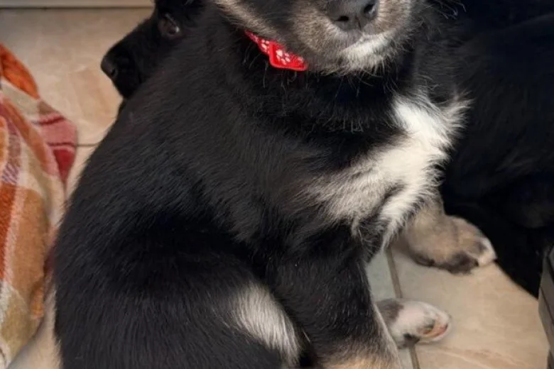 Siberian Husky