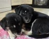 Siberian Husky