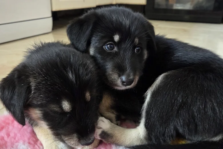 Siberian Husky