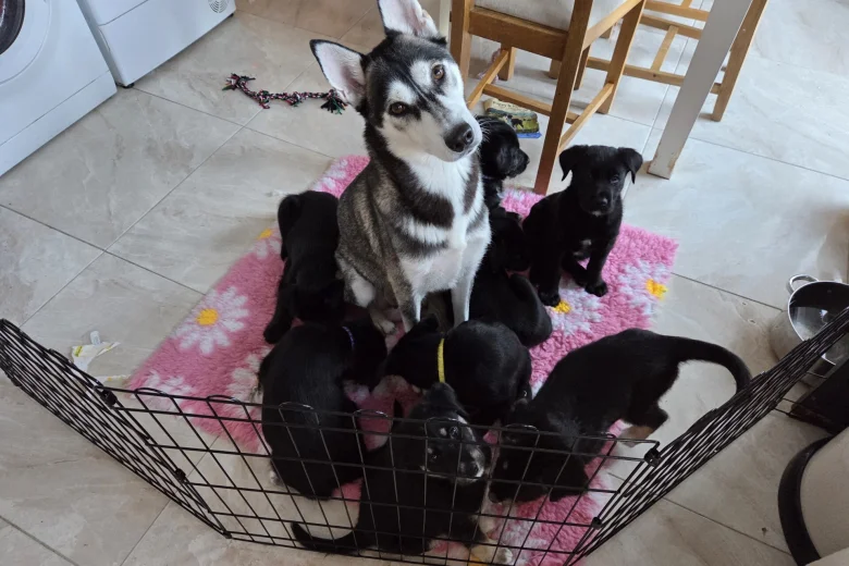 Siberian Husky