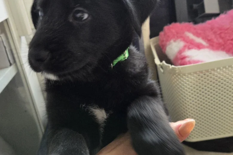 Siberian Husky