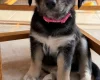 Siberian Husky