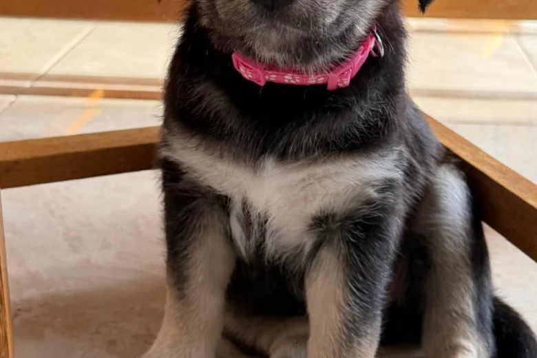 Siberian Husky