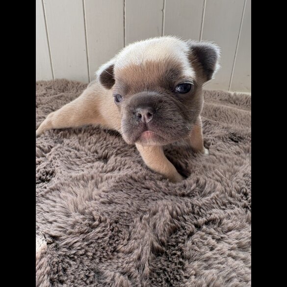 French Bulldog