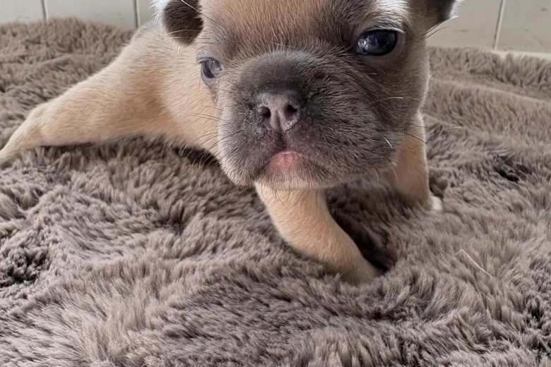 French Bulldog