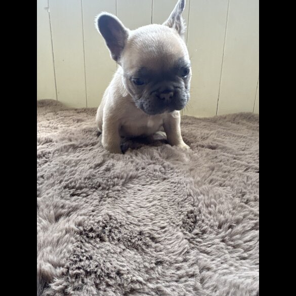 French Bulldog