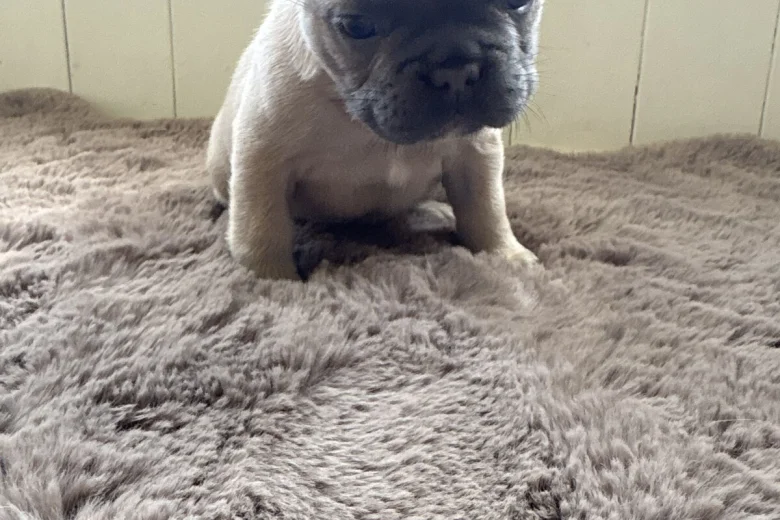 French Bulldog