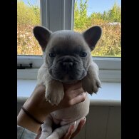 French Bulldog