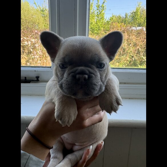 French Bulldog