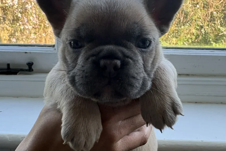 French Bulldog