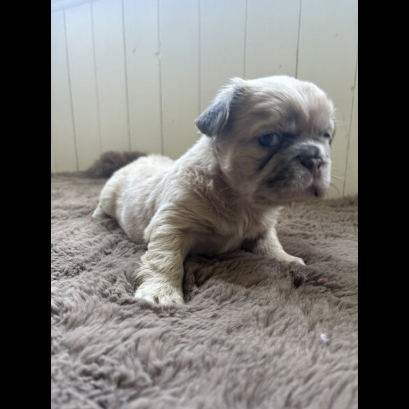 French Bulldog