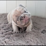 French Bulldog