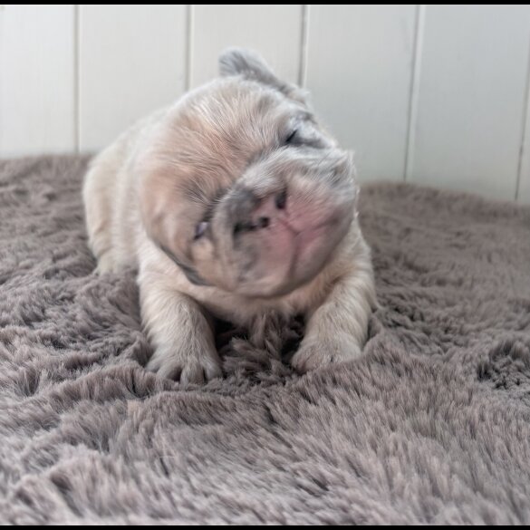 French Bulldog