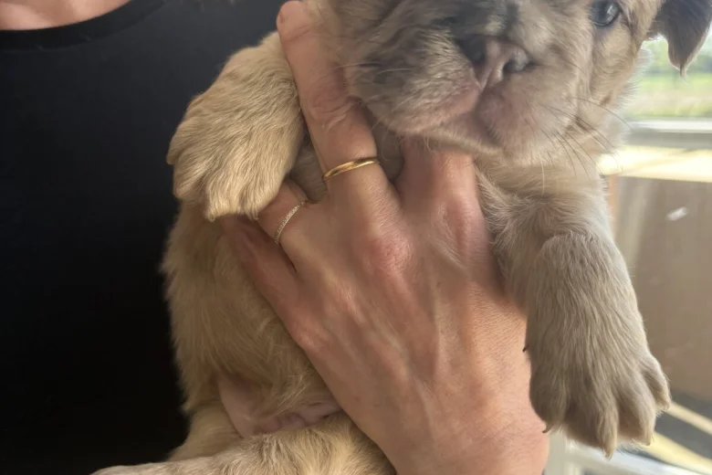 French Bulldog
