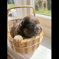 French Bulldog
