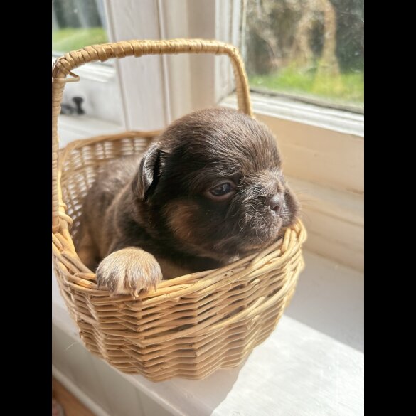French Bulldog