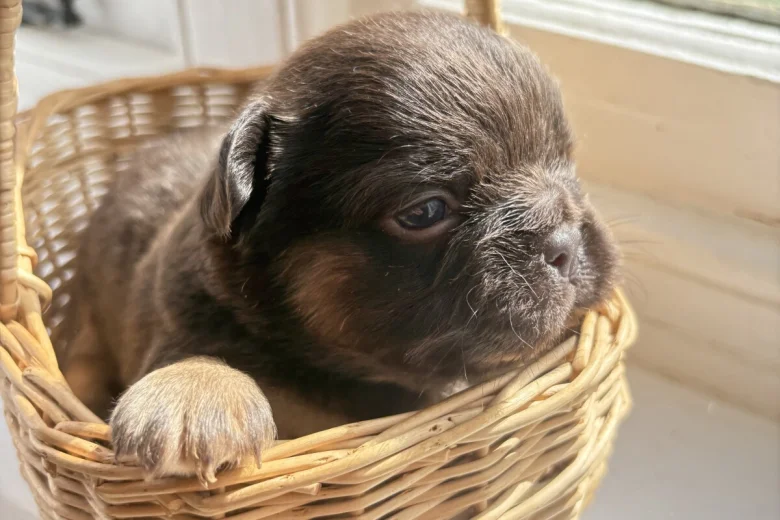 French Bulldog