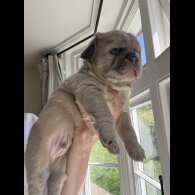 French Bulldog
