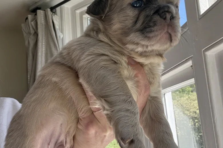 French Bulldog