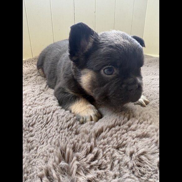French Bulldog