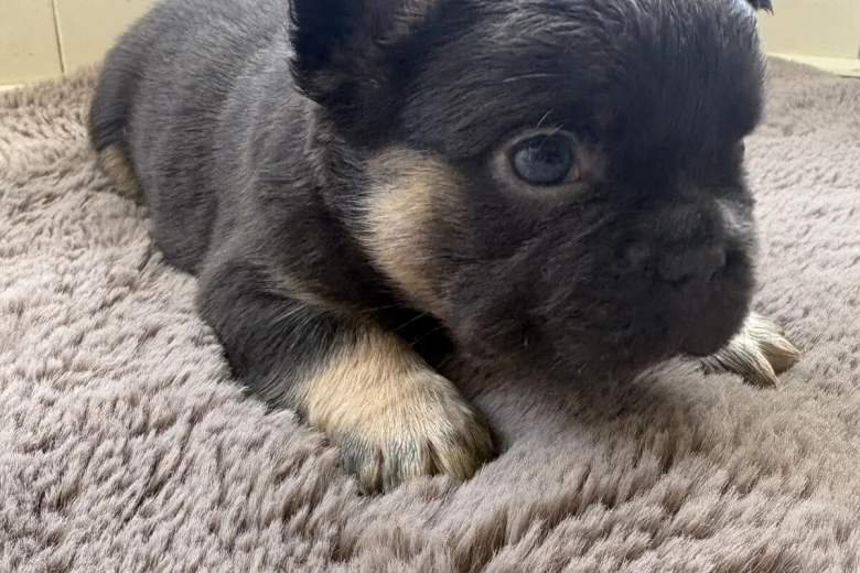 French Bulldog