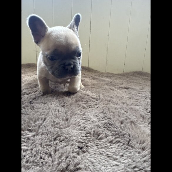 French Bulldog