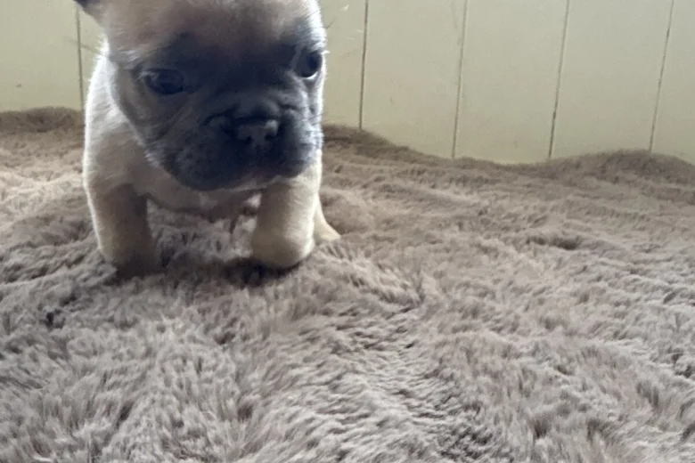 French Bulldog