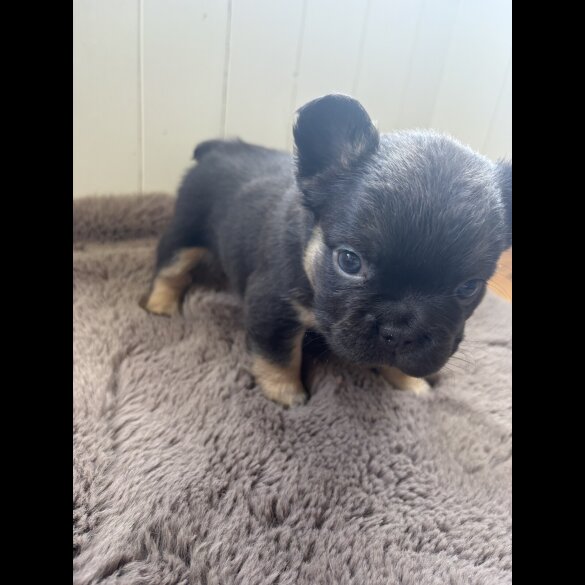 French Bulldog