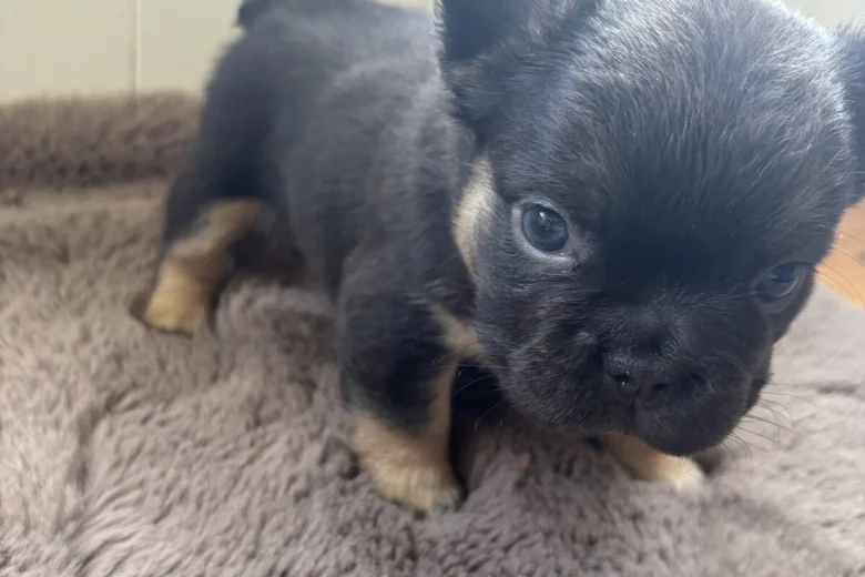 French Bulldog