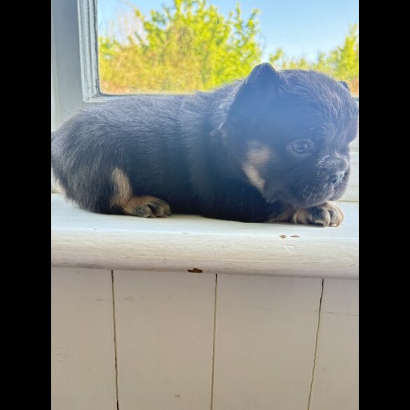 French Bulldog