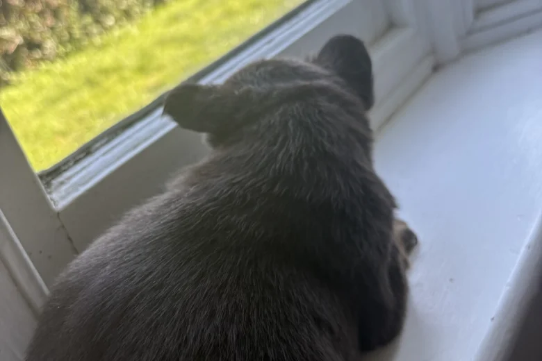 French Bulldog