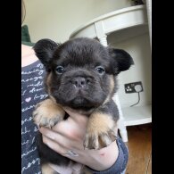 French Bulldog