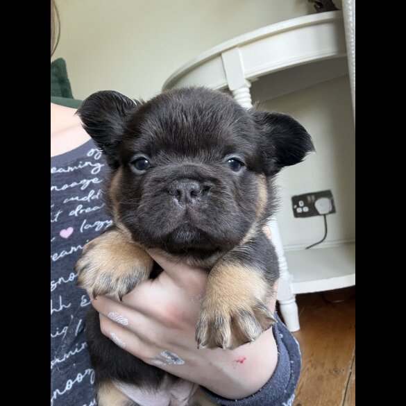 French Bulldog