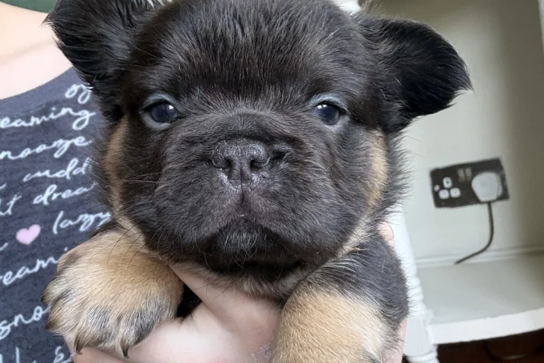 French Bulldog