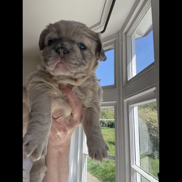 French Bulldog