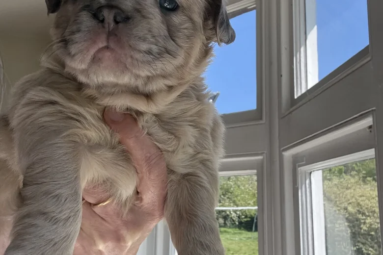 French Bulldog